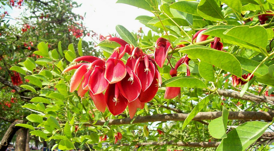 La gran flor roja - Periodico La Rayuela